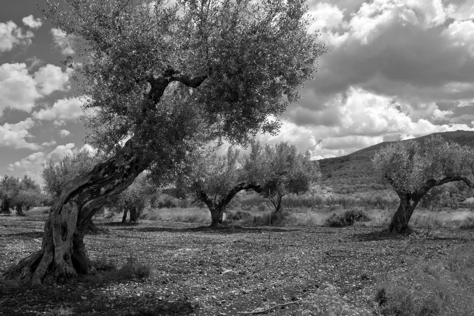 VICTOROK en Blanco y Negro.: Paisaje de mi tierra.