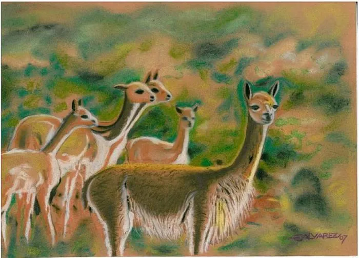 Vicuña dibujo - Imagui