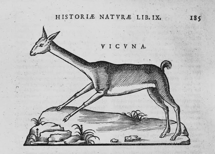 Vicuñas figuras para colorear - Imagui