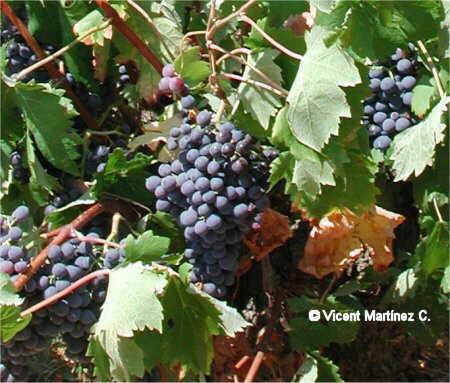 Vid, planta de la uva (Vitis vinifera)