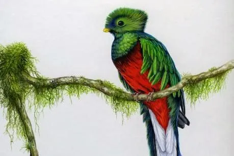 La vida Animal: El Quetzal