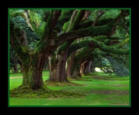 LA VIDA COMO UN ÁRBOL - a gallery on Flickr