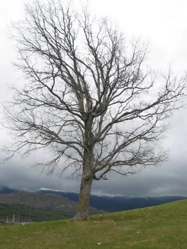 Arbol seco y facil de dibujar - Imagui