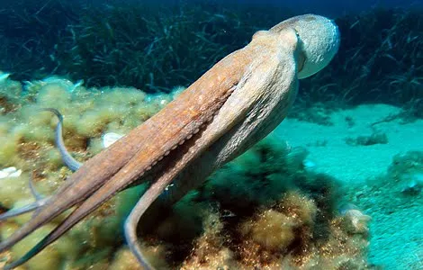 vida en los oceanos: pulpos de mar