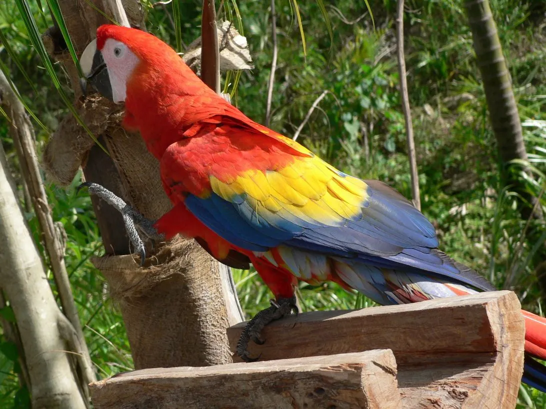 VIDA SILVESTRE " GUACAMAYAS " | "Cuidemos las guacamayas para que ...