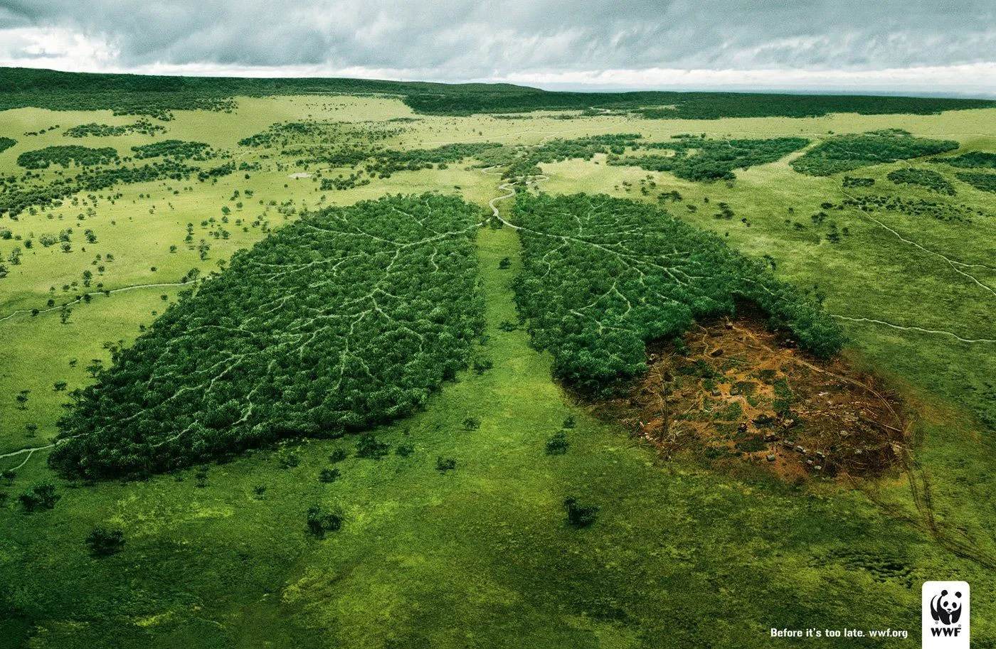 Vida y Sociedad: La Deforestación y sus implicaciones