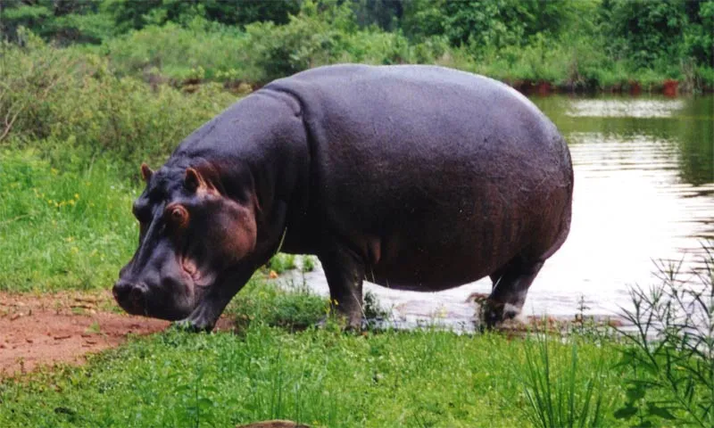 Vida en la Tierra - Los hipopótamos - Hippopotamidae