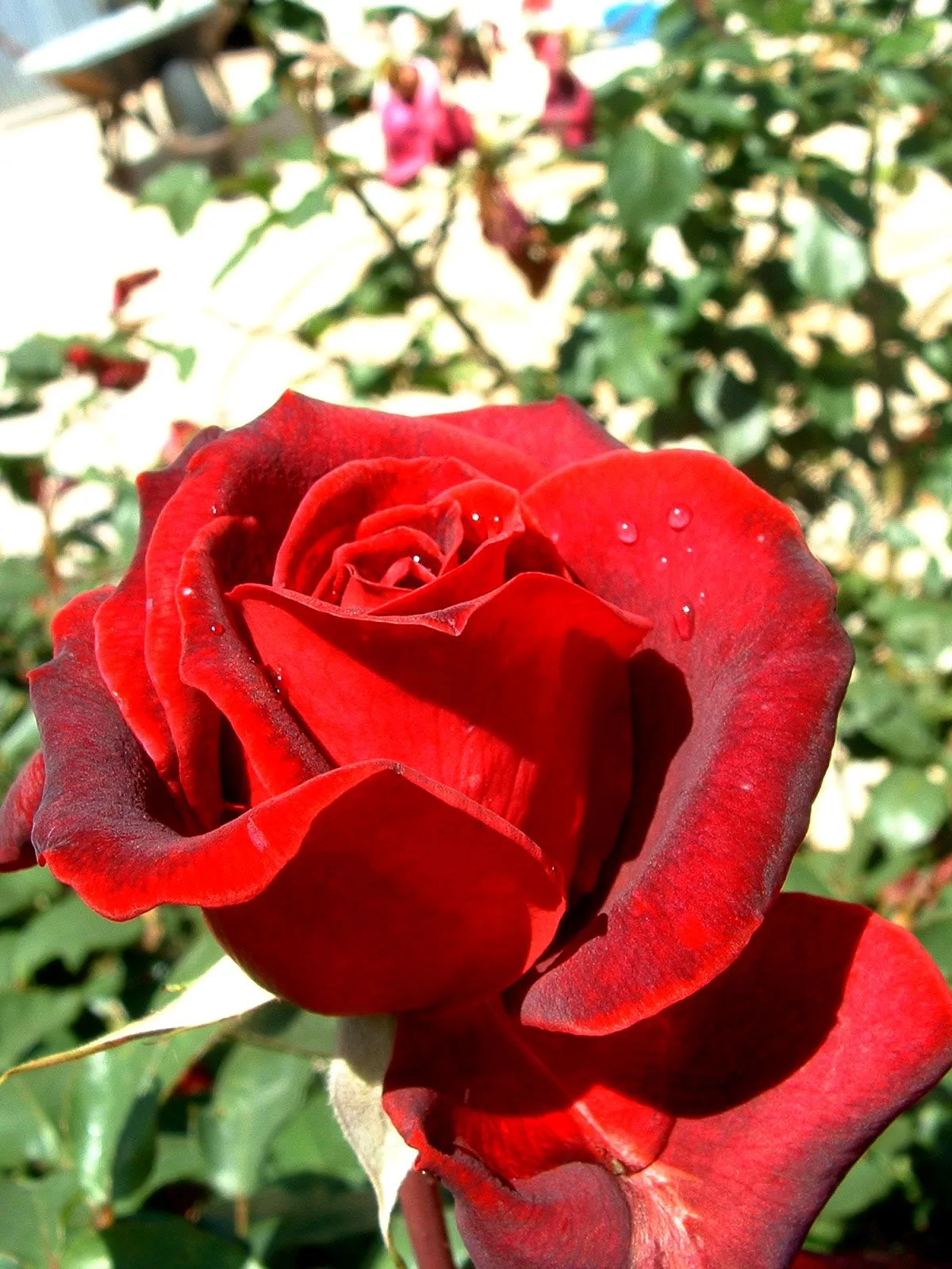 Vida en la Tierra - Las rosas rojas