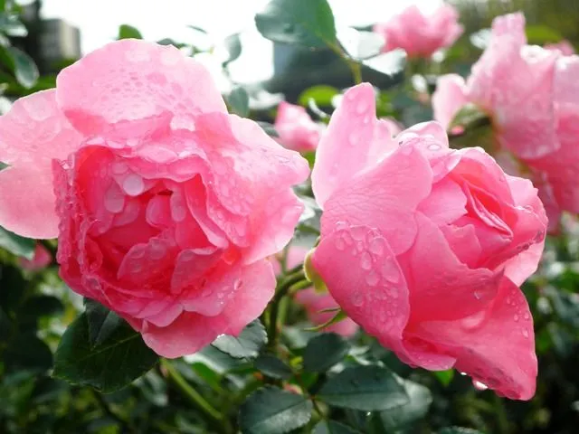 Así es mi vida en Tokio: Las rosas hermosas Así es mi vida en Tokio: Las rosas hermosas