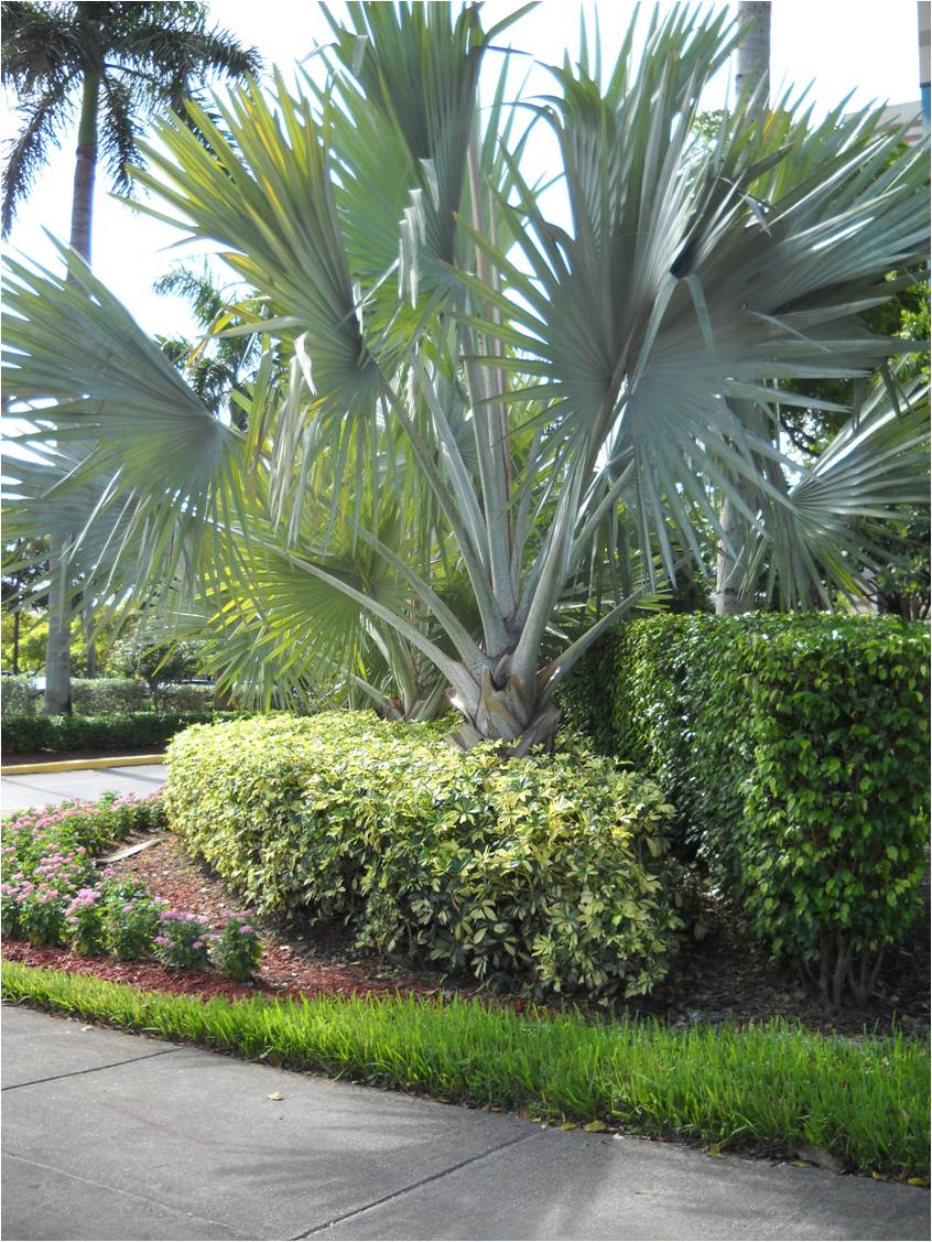 Vida a lo Verde*Living in Green*: Qué es el mulch. Jardines con ...