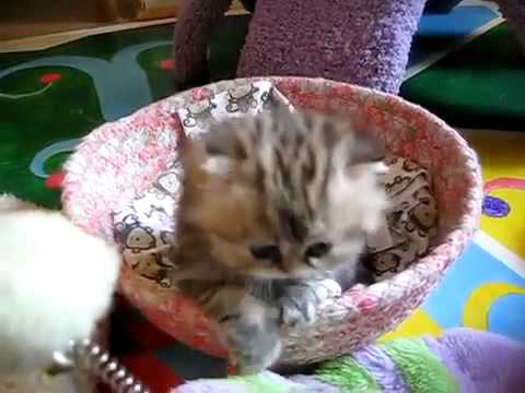 Vídeo de Un bebé gatito adorable