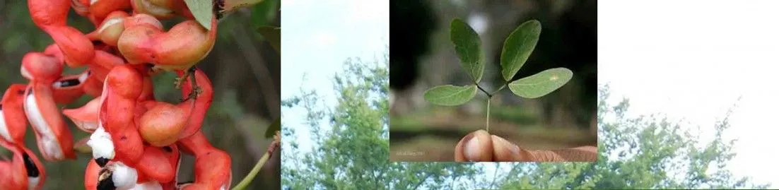 Video: germinación de una planta de Quercus spp (roble ...