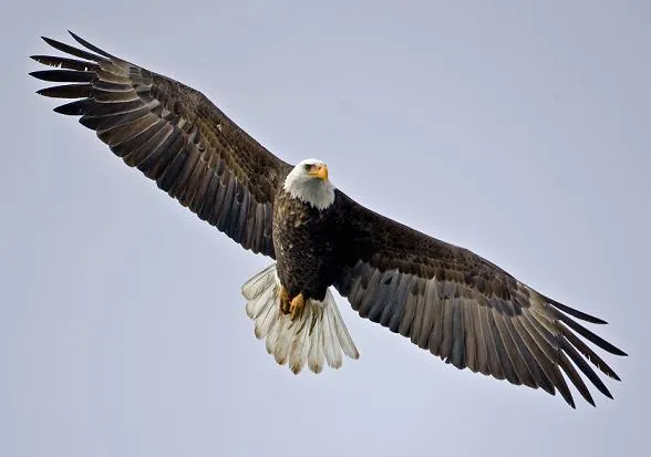 Vídeo de pájaros volando en slow motion | Animales en Video