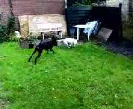 VIDEO: PELEA PITBULL - BULL TERRIER VS PITBULL, - BUSCATUBE.ORG