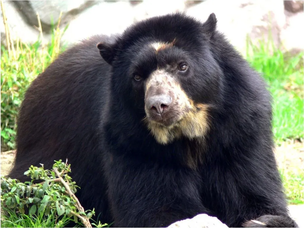 vídeo que revela caza de cría de Oso de Anteojos en Tolima - Taringa!