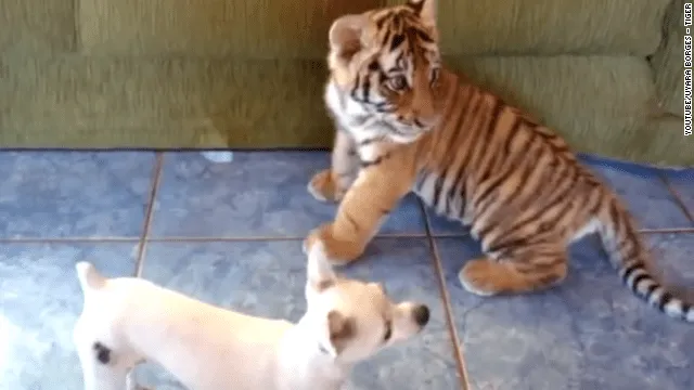 El video viral del día: un tigre bebé y un perrito son mejores ...