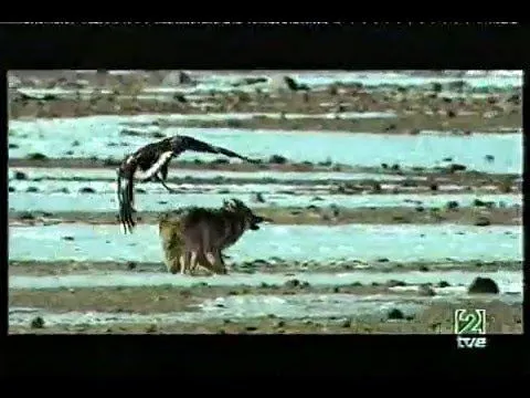 Ver Videos De Aguila real a lobo - Mirar Videos Online Aguila real ...