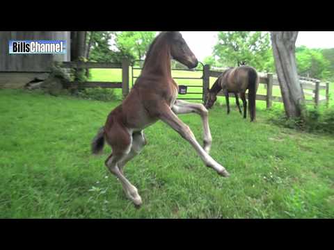 Vídeos de caballos bebés Archives - Videos de Caballos