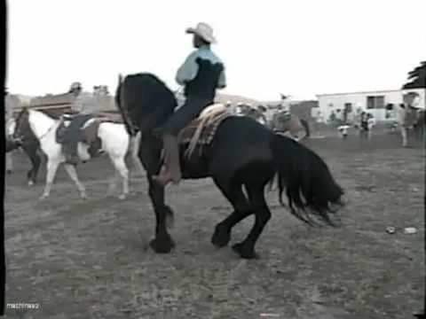 caballo frisian bailando