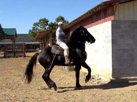 VIDEOS DE CABALLO FRISIAN 3 | Videos « Ccoli.