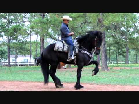 VIDEOS DE CABALLOS FRISIAN | Videos « Ccoli.