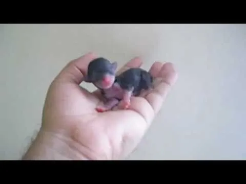 Videos Cachorros Chihuahuas muy pequeños