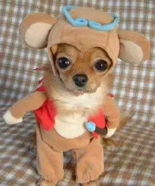 Este cachorro Chihuahua se cree cupido,pero lo que no sabe,es que un ...