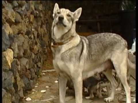 Videos de perro lobo herreño - YouTube