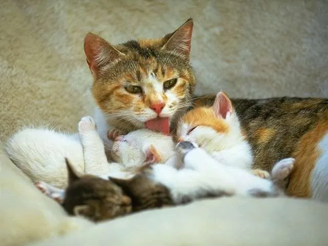 Un viejo gato azul: Primeros días de los gatitos bebes