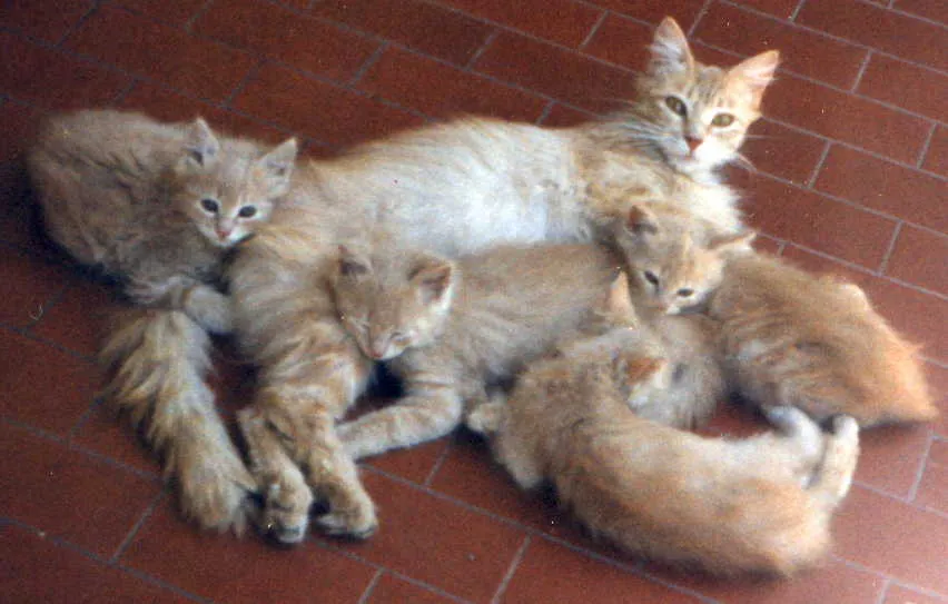 Un viejo gato azul: Trastornos del comportamiento en el gato