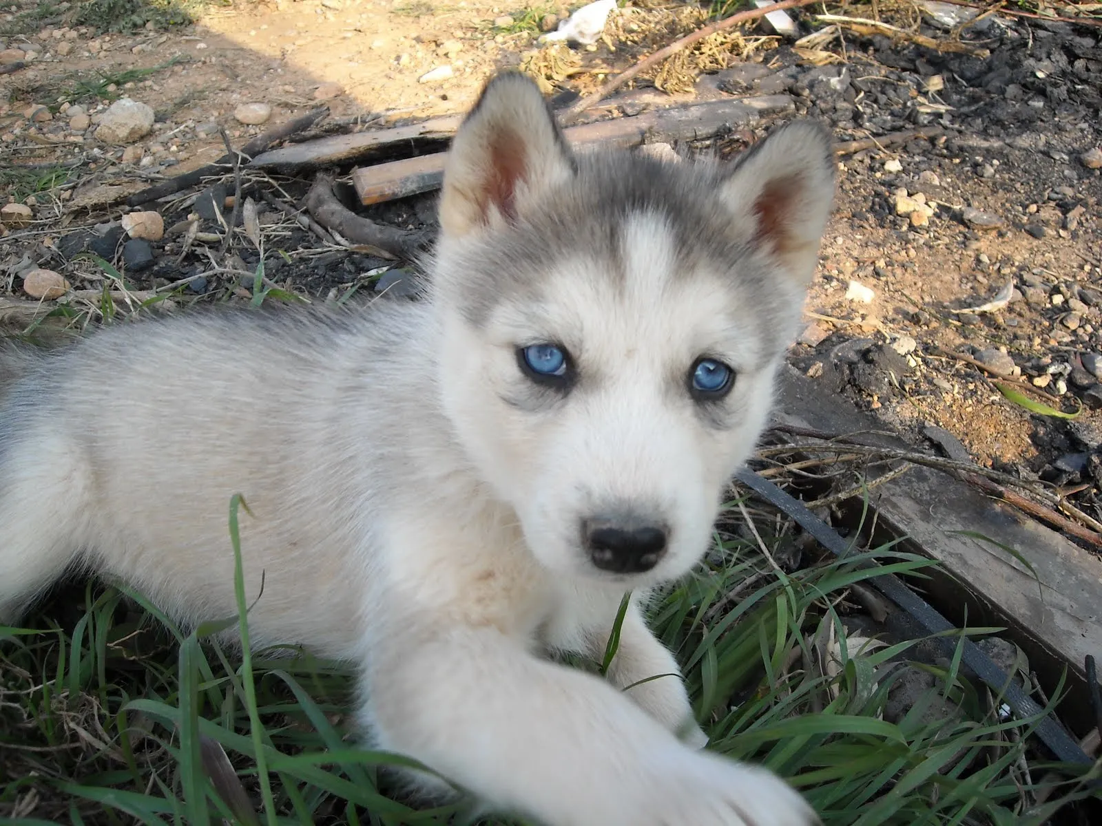 Que viene el lobo!! Preciosos cachorritos!!