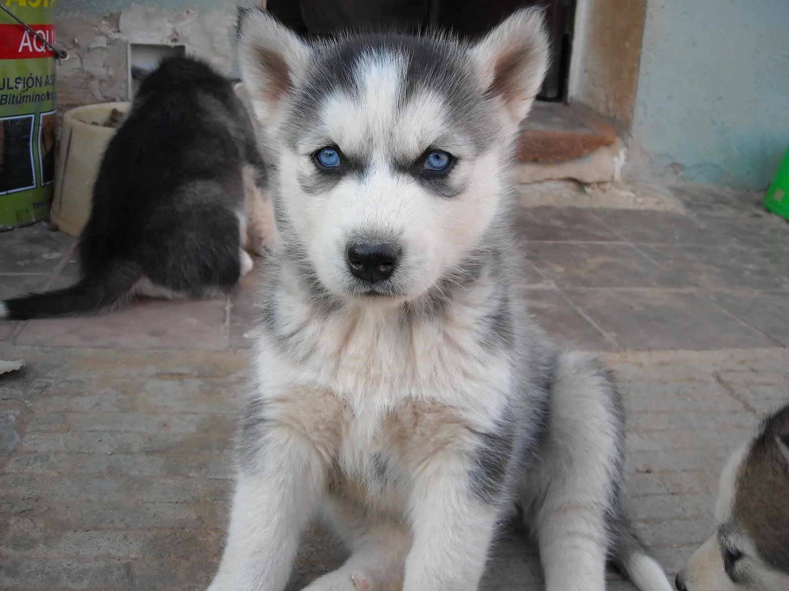 Que viene el lobo!! Preciosos cachorritos!!: [NO DISPONIBLE ...