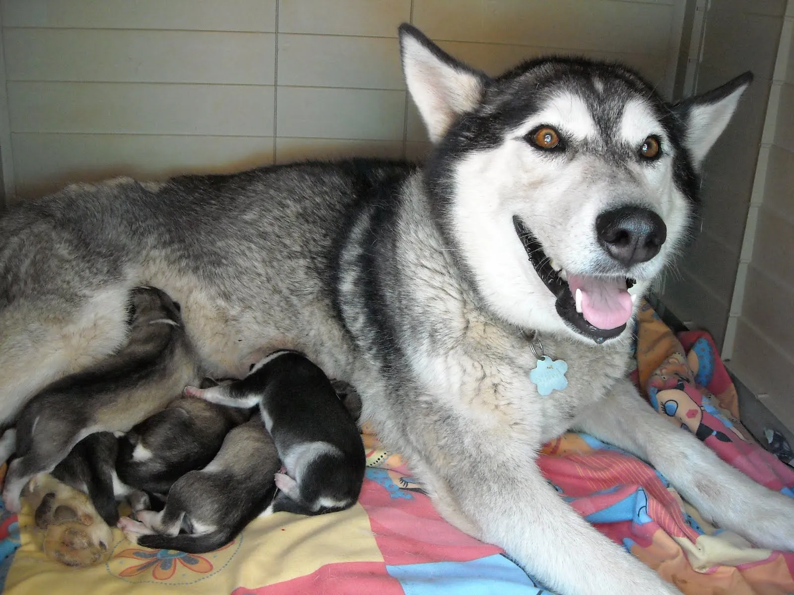  ... cachorritos!!: Que viene el lobo!! Preciosos cachorros a la venta