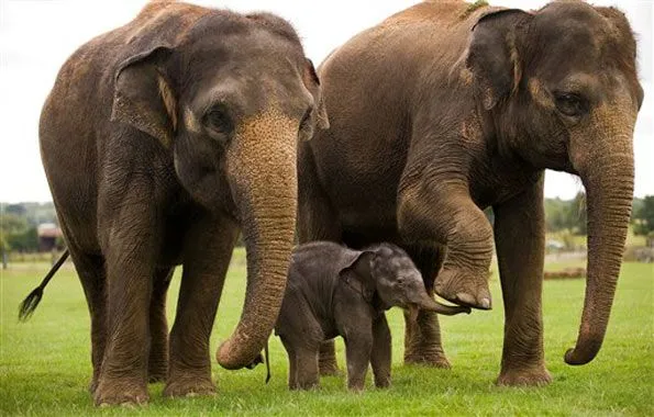 Carta de un elefante al Rey de España- Los tristes precios de la ...