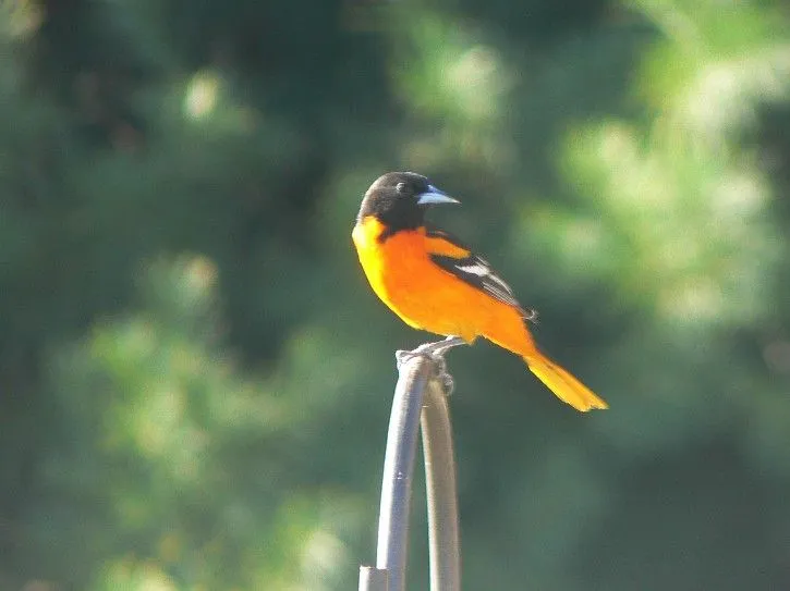 Viewing nature with Eileen: Troupial, Curacao's National Bird