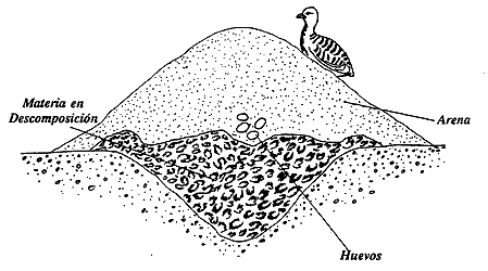 Dibujos para colorear de periquitos australianos - Imagui