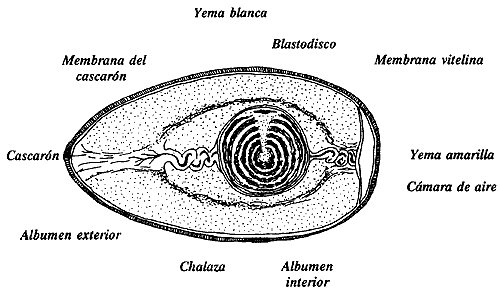 VII. LA REPRODUCCIÓN