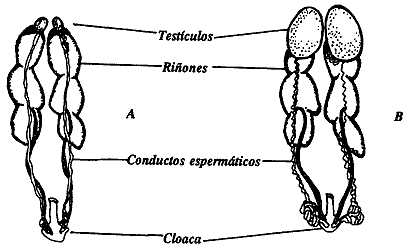 VII. LA REPRODUCCIÓN