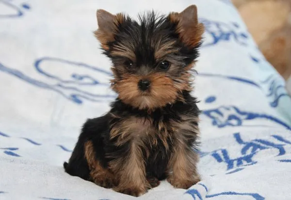 La Villa y Corte Yorkshire Terrier: Comprar un cachorro de Yorkshire