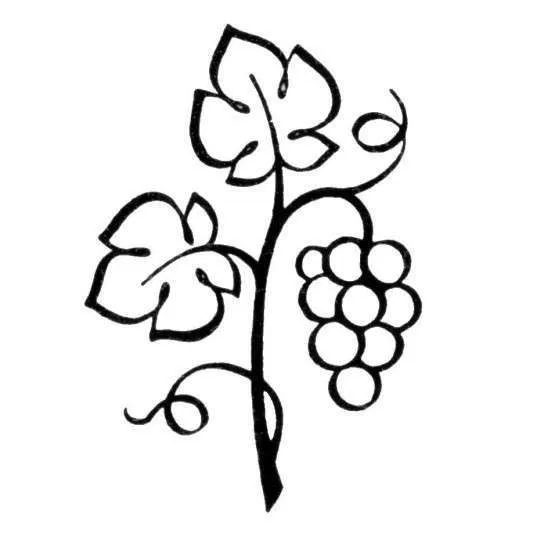 Vine drawing, Grape vines, Free clip art