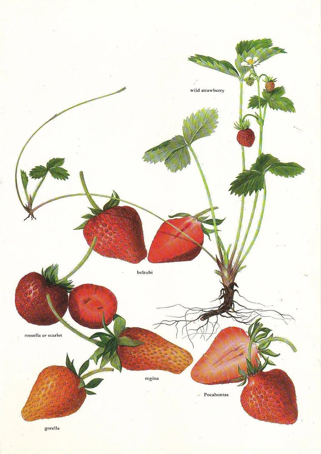 Vintage 1960s Strawberry Color Illustration Book by niminsshop