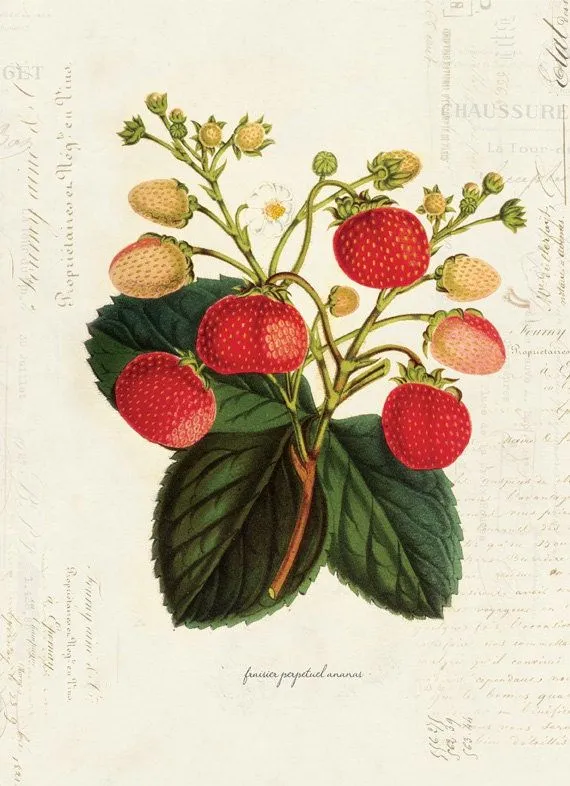 Vintage Botanical Strawberry Plant on French by OrangeTail on Etsy