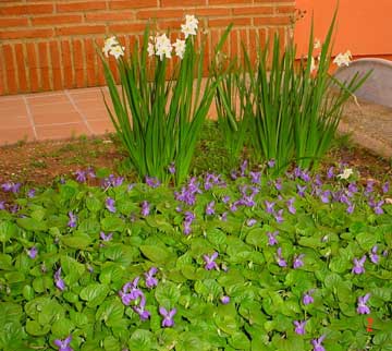 Violeta, Violeta de olor, Violeta dulce - Viola odorata