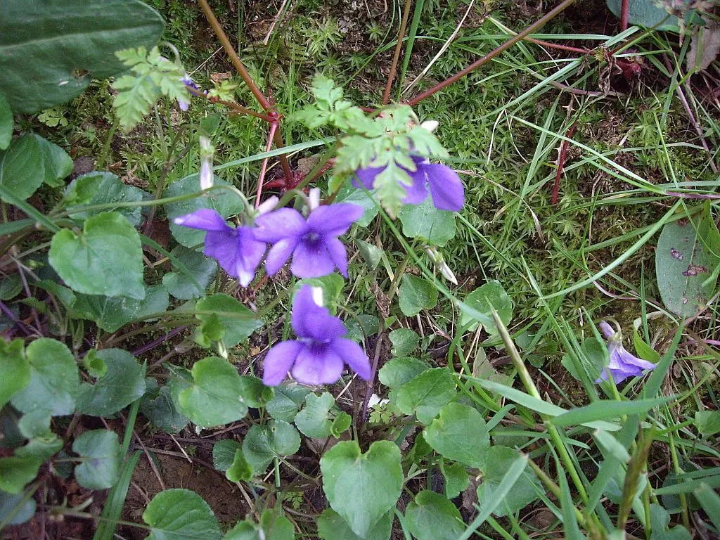 violetas | Cuidar de tus plantas es facilisimo.