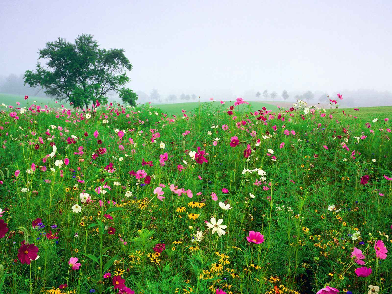 violetas: FLORES SILVESTRES