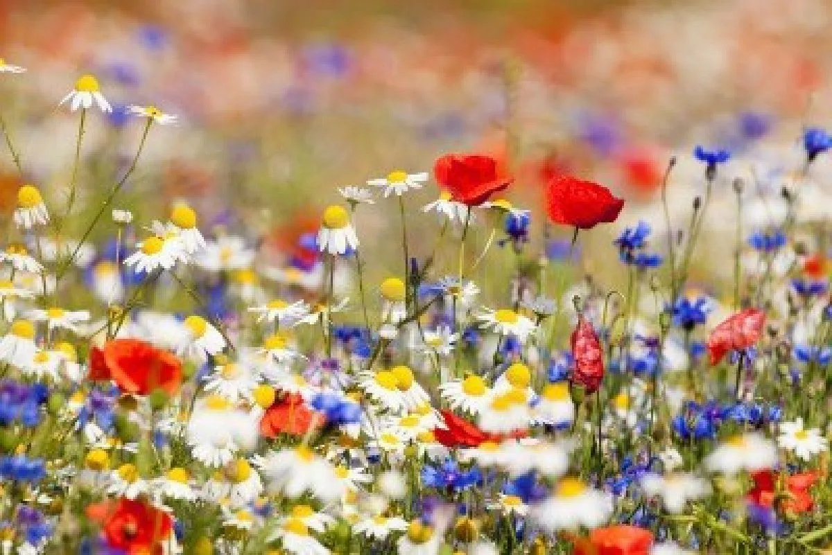 violetas: MIRAD LAS FLORES DEL CAMPO !!!