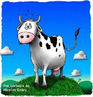 VIP (area for cows) *****: Tengo una vaca lechera VIP.