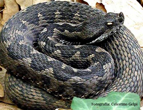 Vipera latastei, víbora fociñuda ou cornuda. A vida nos ríos galegos.