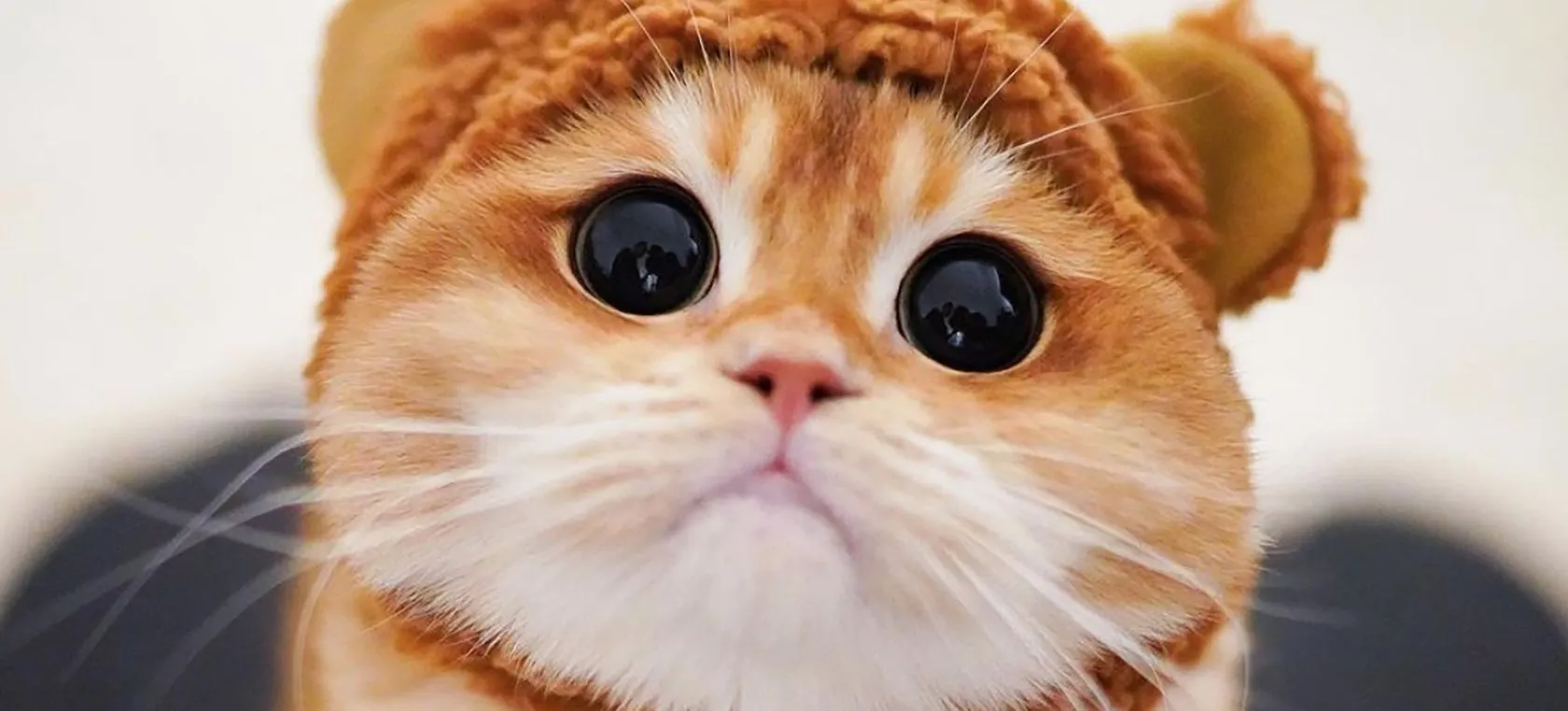 Viral Internet: Gatito se vuelve viral en las redes sociales por su enorme parecido con el Gato con Botas de Shrek | Actualidad | LOS40 México