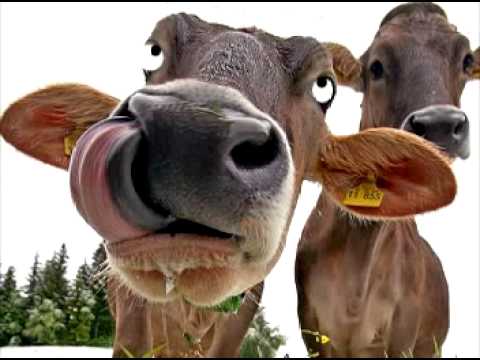 El virus de las vacas Locas - YouTube